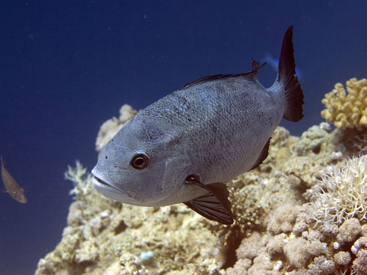 Macolor niger